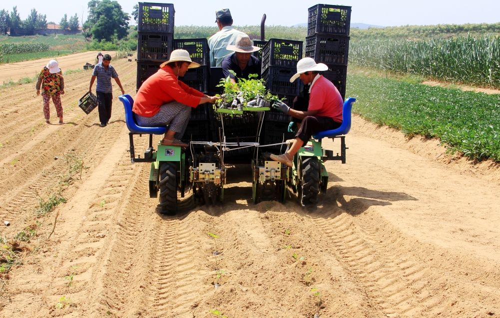 初村镇马石泊村60亩构树种植项目启动