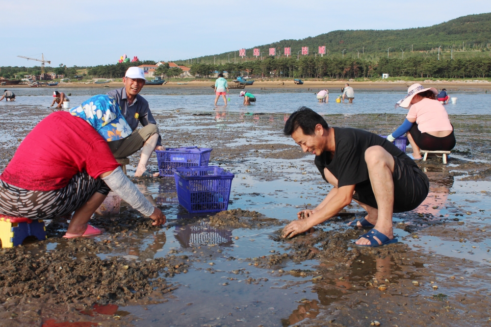 小小蛤滩为村集体经济收入增加100万