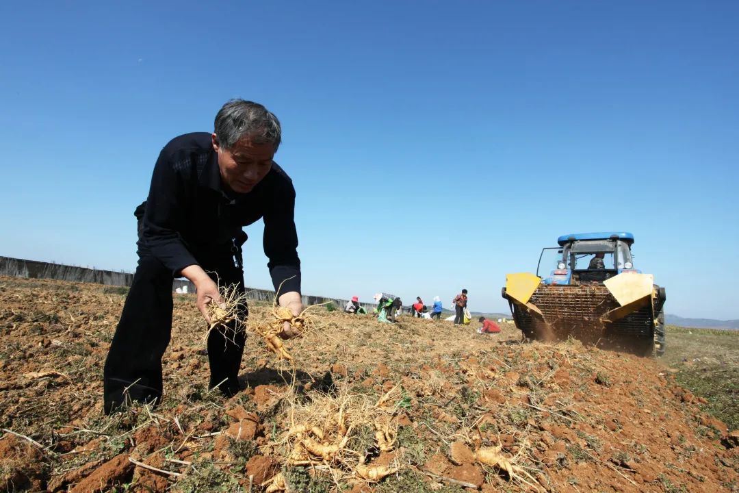 文登区财政局和省农担公司对接西洋参产业协会,梳理汇总种植户的融资