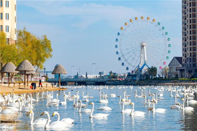 落雪的那香海，是冬日路过人间的情书