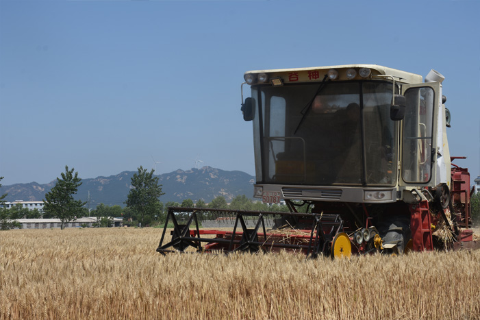 文登23.7万亩小麦开机收割
