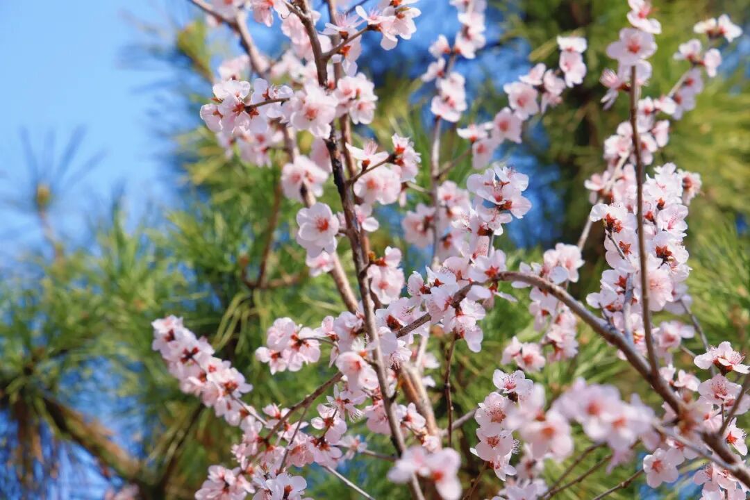 环海路山桃花开好了！4月12日，来跑威海“最美赛道”