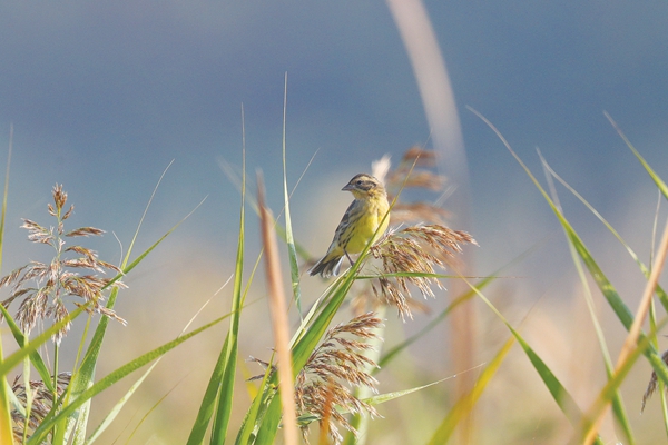 "鸟中大熊猫"再现南海新区