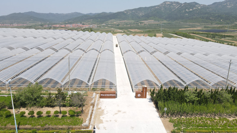 崖西镇妮娜皇后葡萄种植基地s.jpg