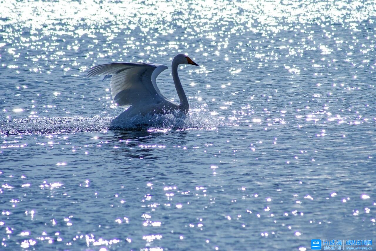 冬游威海 情满山海丨天鹅入画时 岁月静如诗