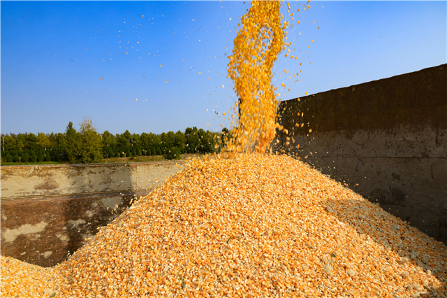 威海写真 | “三秋”农事忙