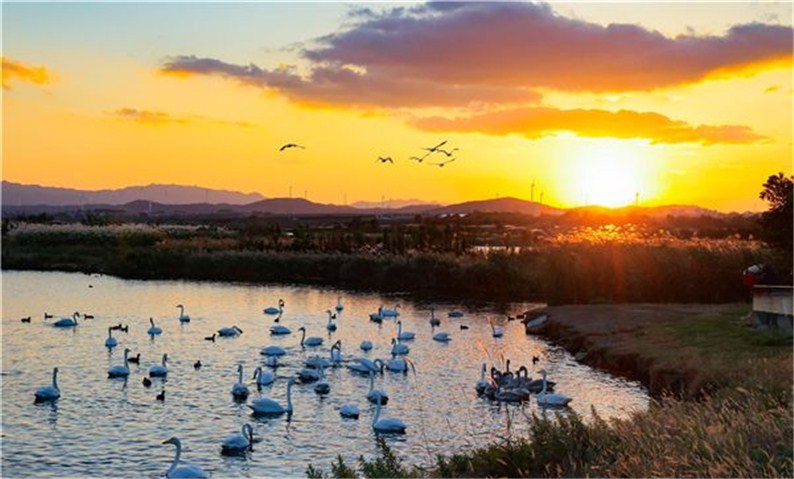 来荣成越冬大天鹅总数已超800只！凭高铁票可享荣成部分景区、酒店优惠
