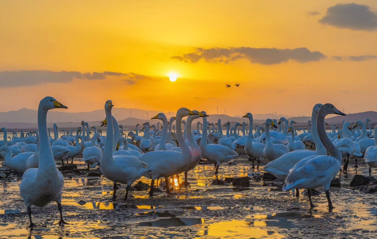 冬游威海 情满山海丨威海“天鹅经济”曲项高歌向振兴