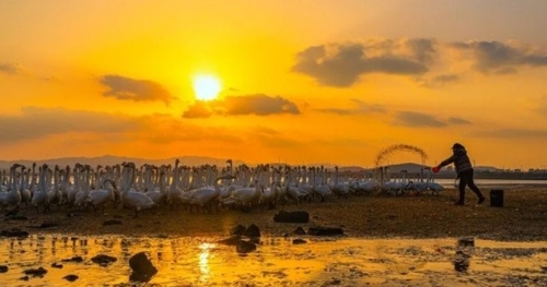 冬游威海 情满山海｜飞抵威海大天鹅已有6000只左右！在这些地方都能看到→