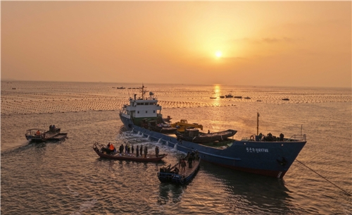 跨越1600多公里返乡！首批荣成“候鸟鲍”北归回家